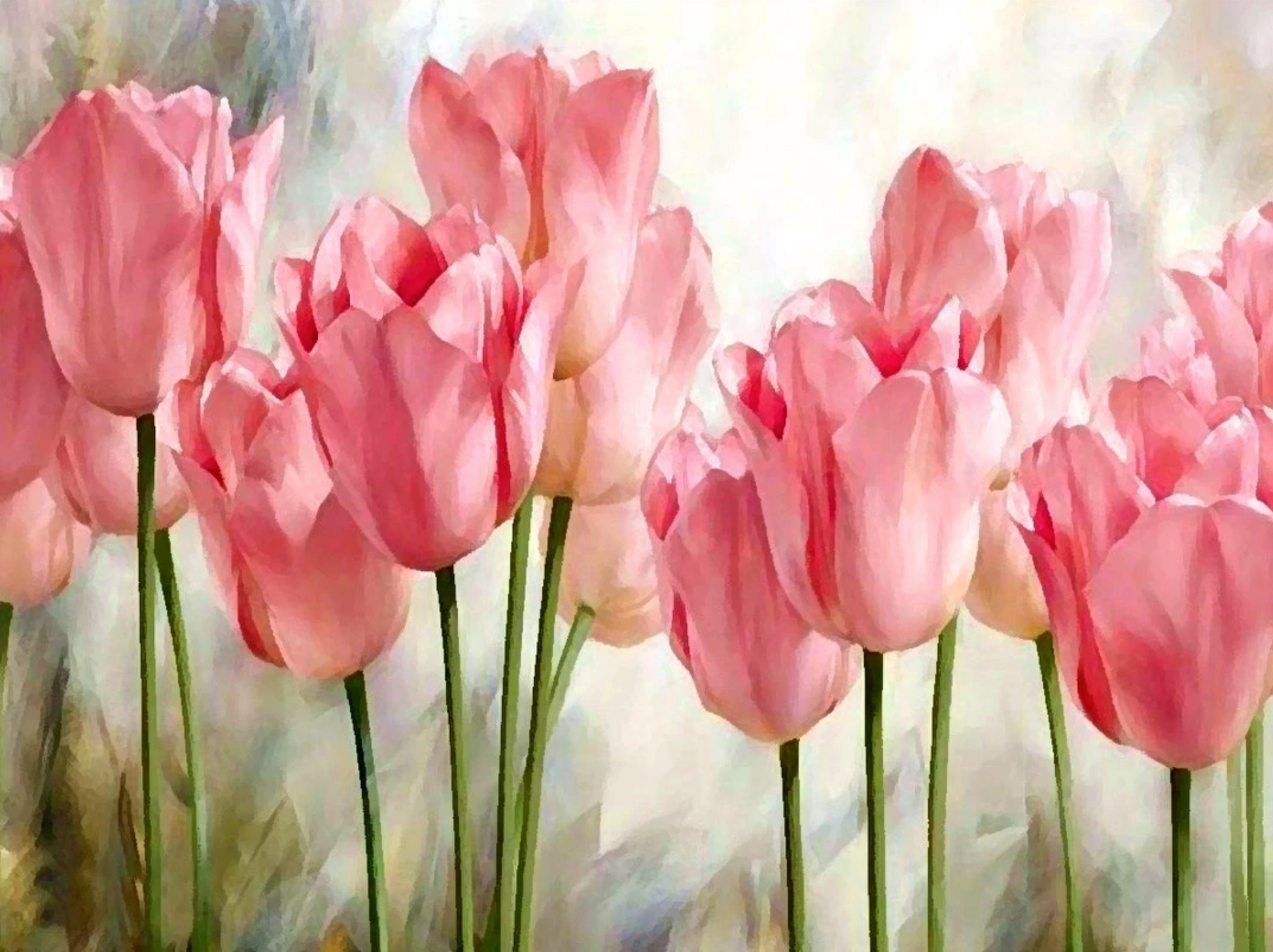 tulipanes rosados