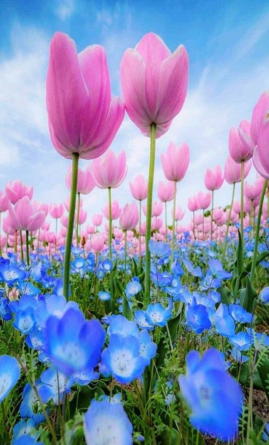 Tulipanes y flores azules