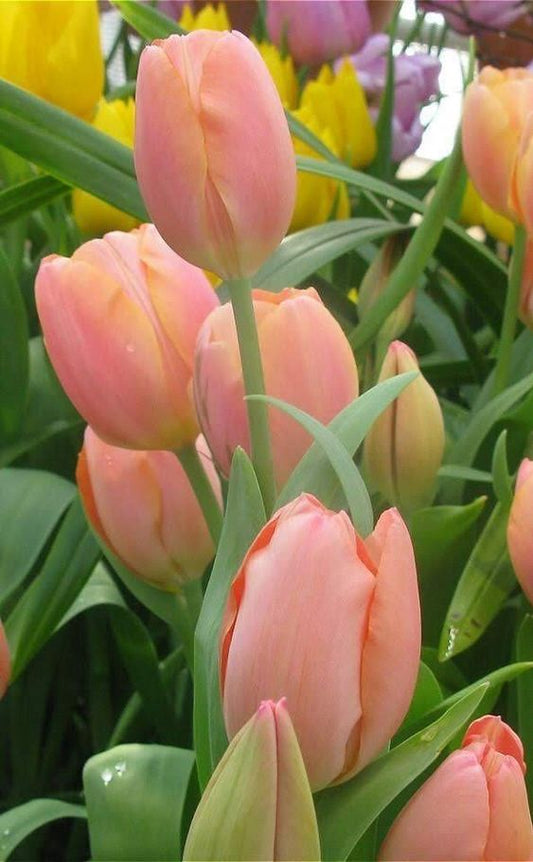 Tulipanes rosa pálido